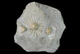 Three Fossil Crinoids (Eretmocrinus tentor) - Gilmore City, Iowa #148689-1